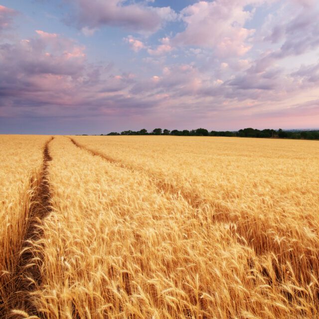 https://grupoct.com/wp-content/uploads/2020/09/107.-meadow-wheat-nature-composition-640x640.jpg