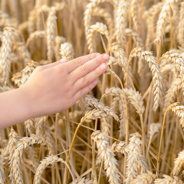 https://grupoct.com/wp-content/uploads/2020/09/36.-hand-is-touching-wheat-ears-background-wheat-field-640x640.jpg