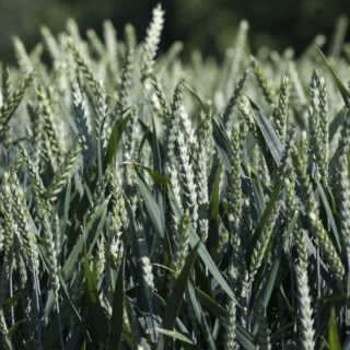 <strong>Suben trigo, cebada, avena y centeno en la Lonja de Valladolid y Palencia tras varias semanas de estabilidad</strong>