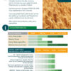 semilla de cebada rgt medinaceli, características de sembrado y ventajas para una gran producción de cebada. Arima Semillas.