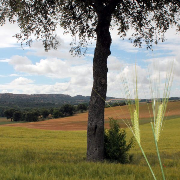 CEBADA RGT PLANET