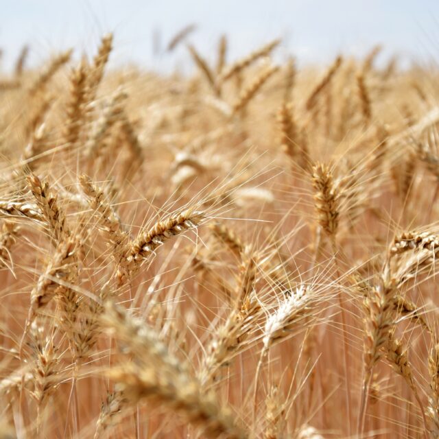 https://grupoct.com/wp-content/uploads/2020/10/growing-wheat-in-wind-640x640.jpg