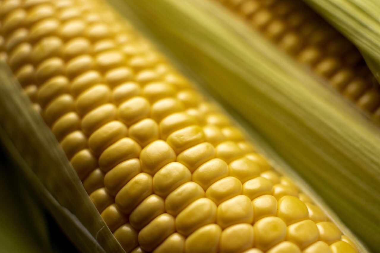 https://grupoct.com/wp-content/uploads/2020/11/fresh-corn-composition-close-up-1280x853.jpg
