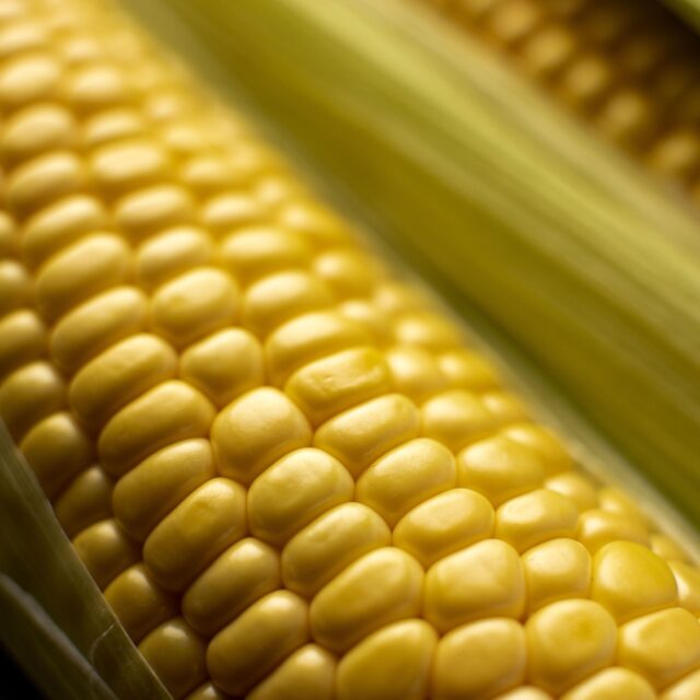 https://grupoct.com/wp-content/uploads/2020/11/fresh-corn-composition-close-up-640x640.jpg