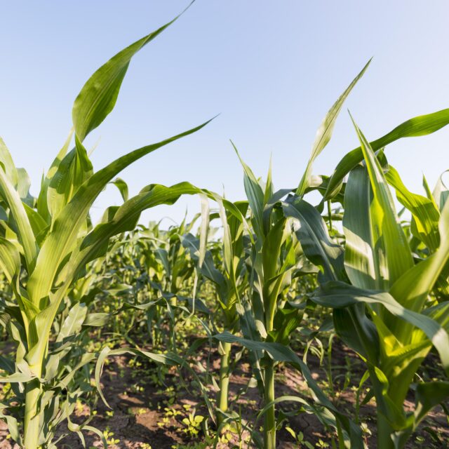 https://grupoct.com/wp-content/uploads/2020/12/corn-field-agriculture-concept-640x640.jpg