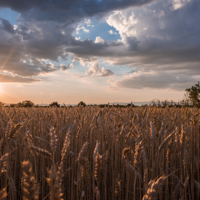 https://grupoct.com/wp-content/uploads/2020/12/horizontal-shot-wheat-spike-field-time-sunset-breathtaking-clouds-640x640.png