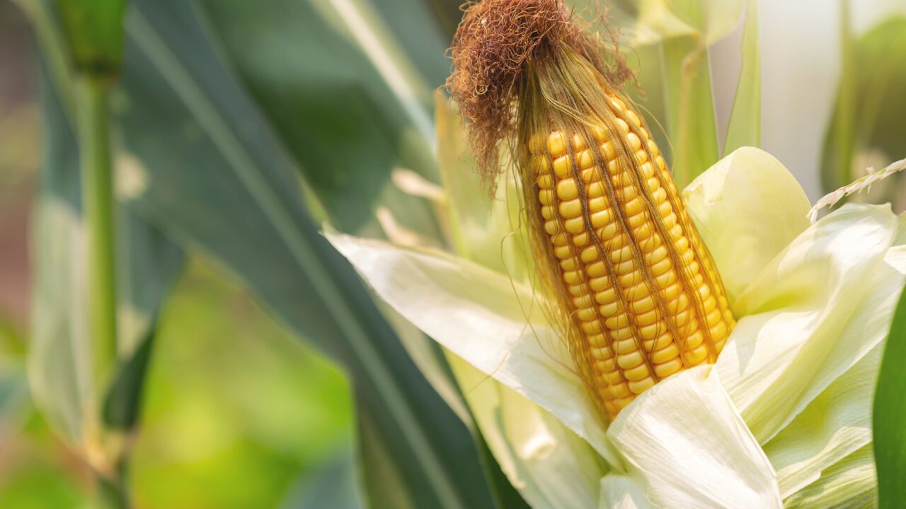 https://grupoct.com/wp-content/uploads/2021/01/corn-stalk-ready-harvest-field-min-1280x720.jpg