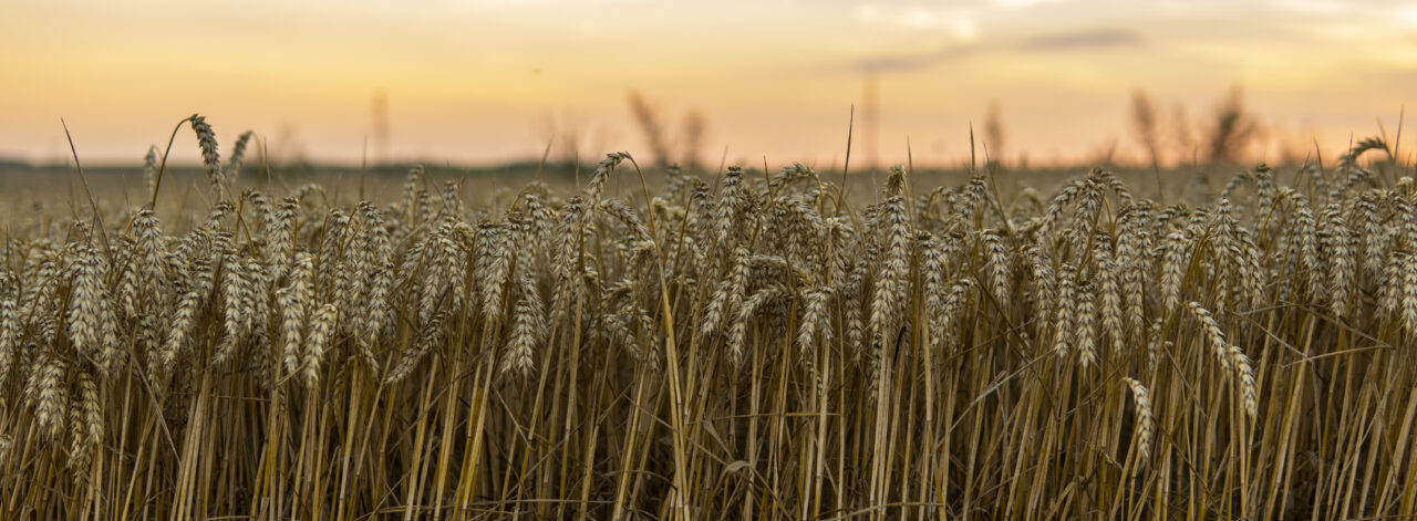 https://grupoct.com/wp-content/uploads/2024/04/close-up-wheat-field-against-sky-sunset-1280x471.jpg
