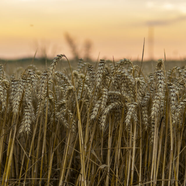 https://grupoct.com/wp-content/uploads/2024/04/close-up-wheat-field-against-sky-sunset-640x640.jpg