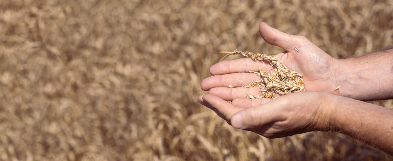 https://grupoct.com/wp-content/uploads/2024/05/grain-harvesting-farmer-holding-ripe-grains-wheat-his-hands-selective-focus-billboard-1280x526.jpg