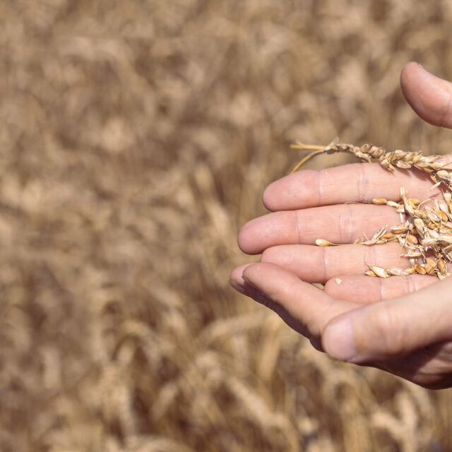 https://grupoct.com/wp-content/uploads/2024/05/grain-harvesting-farmer-holding-ripe-grains-wheat-his-hands-selective-focus-billboard-640x640.jpg