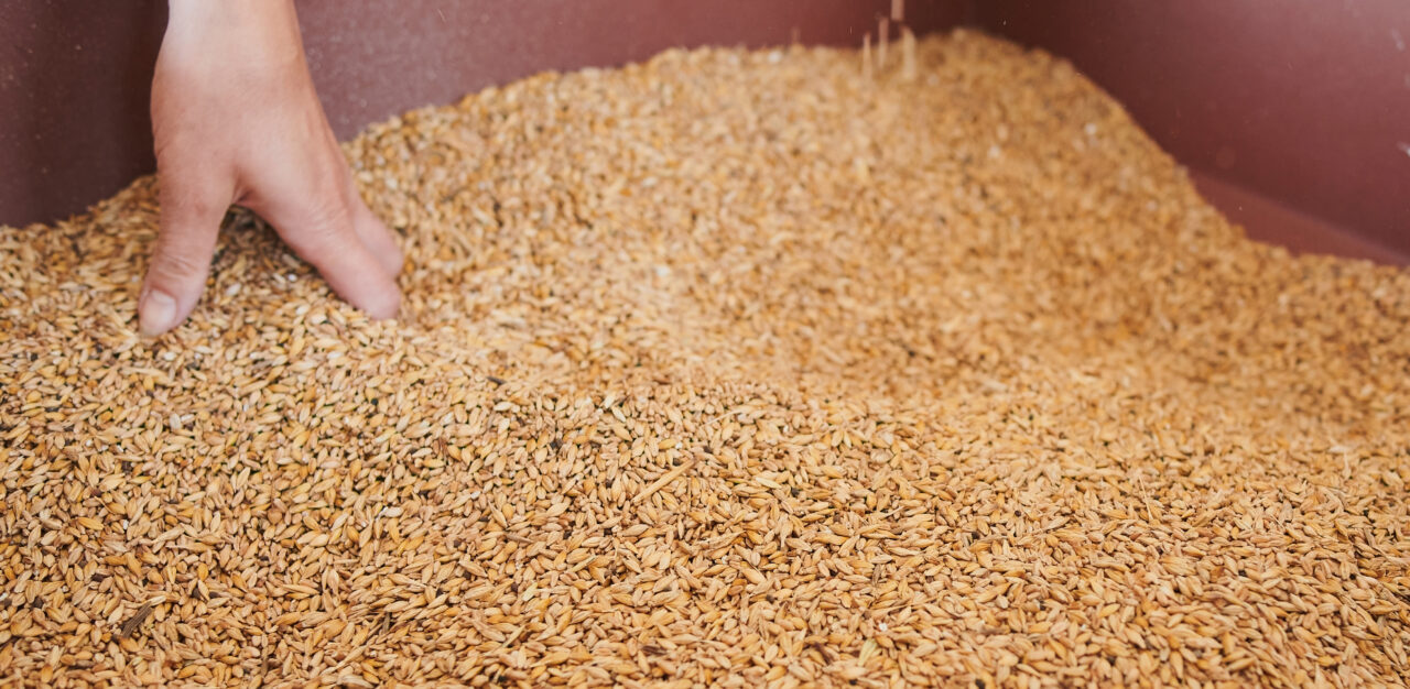 Granos de trigo. producción de cereal en España. Castilla y León, Zamora.