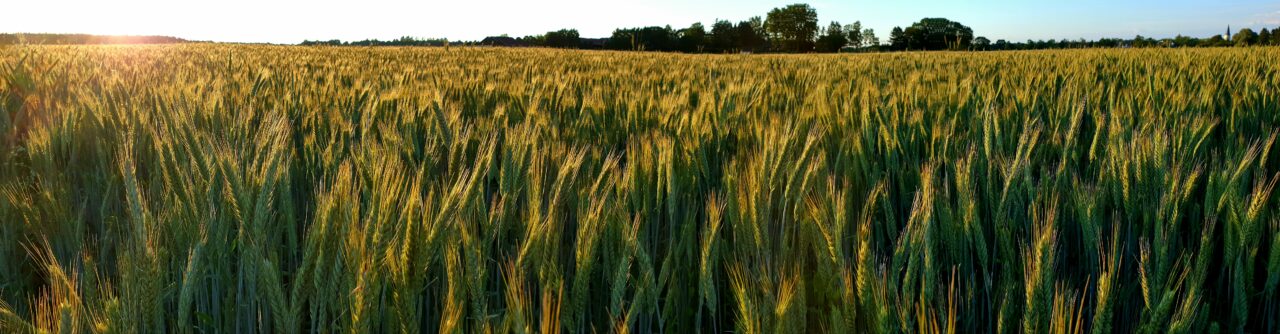 https://grupoct.com/wp-content/uploads/2024/05/scenic-view-wheat-field-against-sky-1280x334.jpg