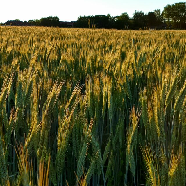 https://grupoct.com/wp-content/uploads/2024/05/scenic-view-wheat-field-against-sky-640x640.jpg