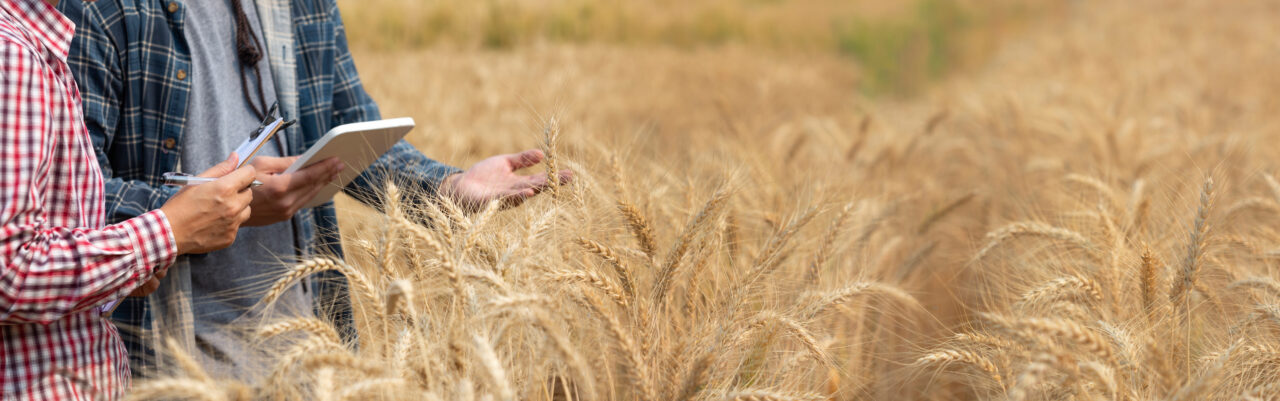 https://grupoct.com/wp-content/uploads/2024/06/agronomist-farmer-checking-data-wheat-field-with-tablet-examnination-crop-1280x401.jpg