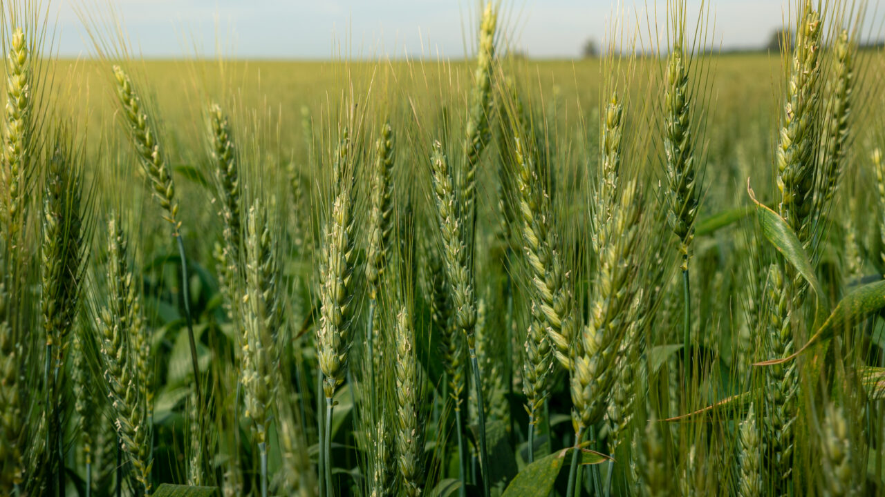 https://grupoct.com/wp-content/uploads/2024/06/beautiful-ripening-crop-green-wheat-landscape-rural-countryside-spain-1-1280x720.jpg