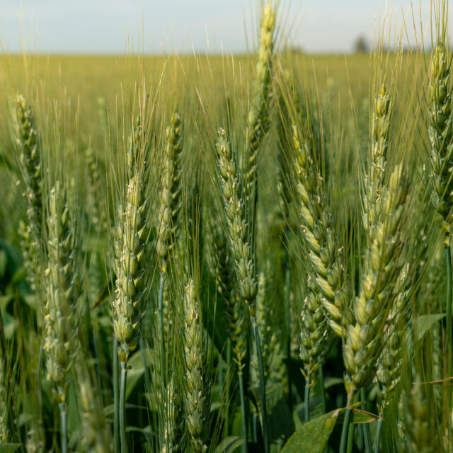 https://grupoct.com/wp-content/uploads/2024/06/beautiful-ripening-crop-green-wheat-landscape-rural-countryside-spain-1-640x640.jpg