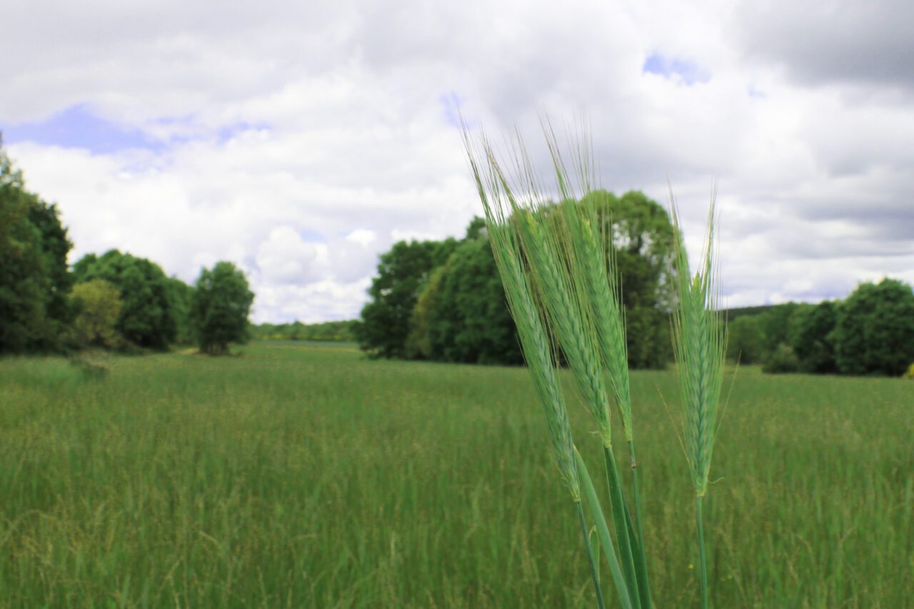 triticale rgt centsac Arima Semillas