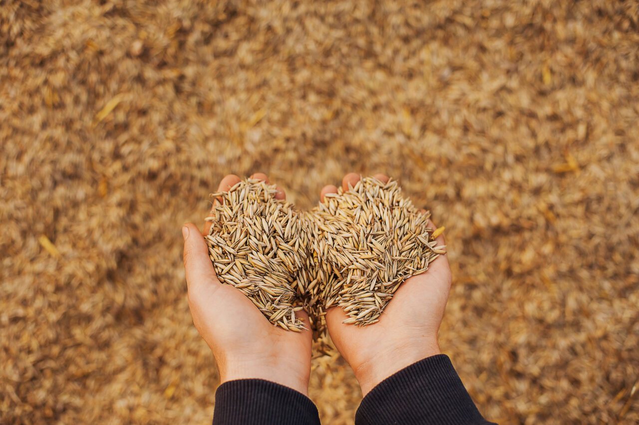 https://grupoct.com/wp-content/uploads/2024/09/hands-farmer-close-up-holding-handful-wheat-grains-1280x852.jpg