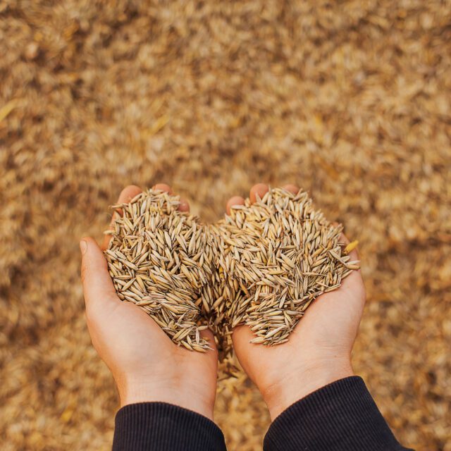 https://grupoct.com/wp-content/uploads/2024/09/hands-farmer-close-up-holding-handful-wheat-grains-640x640.jpg