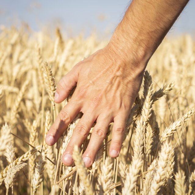 https://grupoct.com/wp-content/uploads/2024/09/male-hand-touches-ears-wheat-barley-field-good-harvest-concept-cereals-natural-product-640x640.jpg