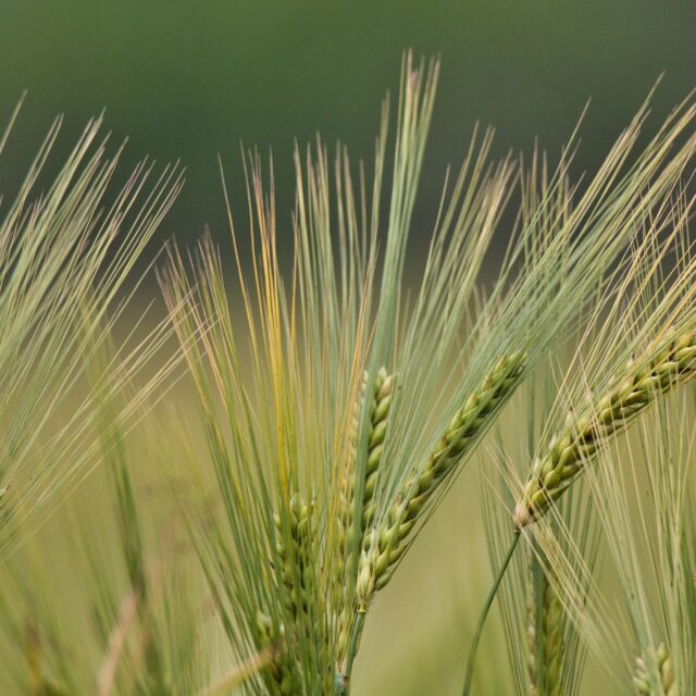 https://grupoct.com/wp-content/uploads/2024/11/closeup-shot-triticale-plants-640x640.jpg