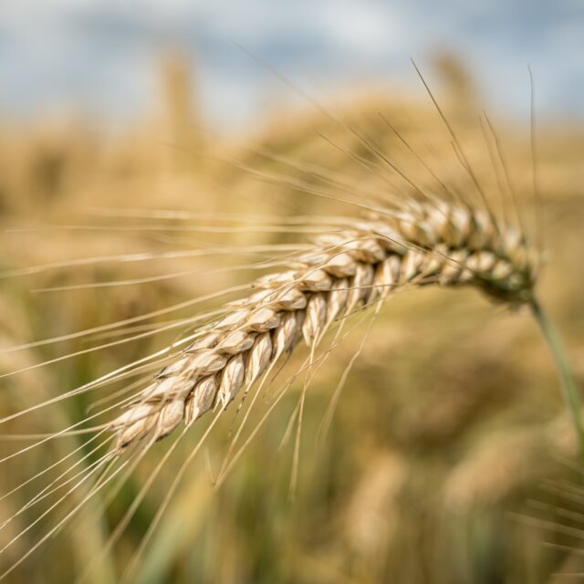 https://grupoct.com/wp-content/uploads/2024/11/selective-focus-shot-barley-grain-branch-field-640x640.jpg