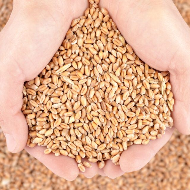 https://grupoct.com/wp-content/uploads/2024/11/wheat-grains-hands-640x640.jpg