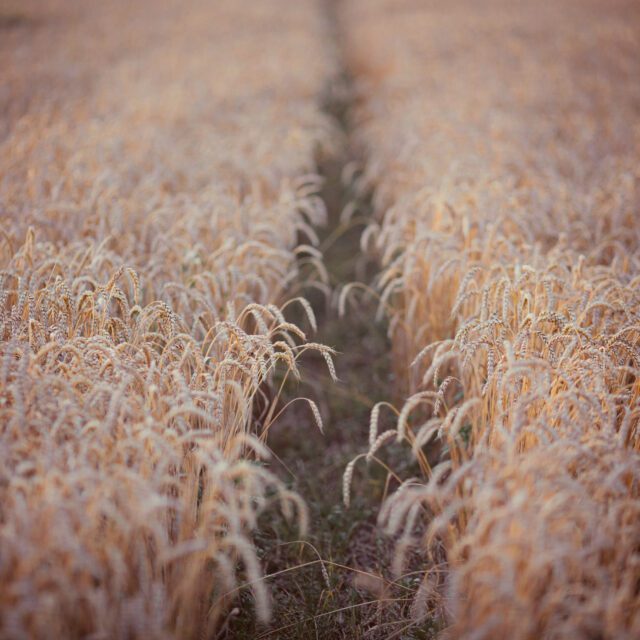 https://grupoct.com/wp-content/uploads/2024/12/dirt-road-wheat-field-640x640.jpg