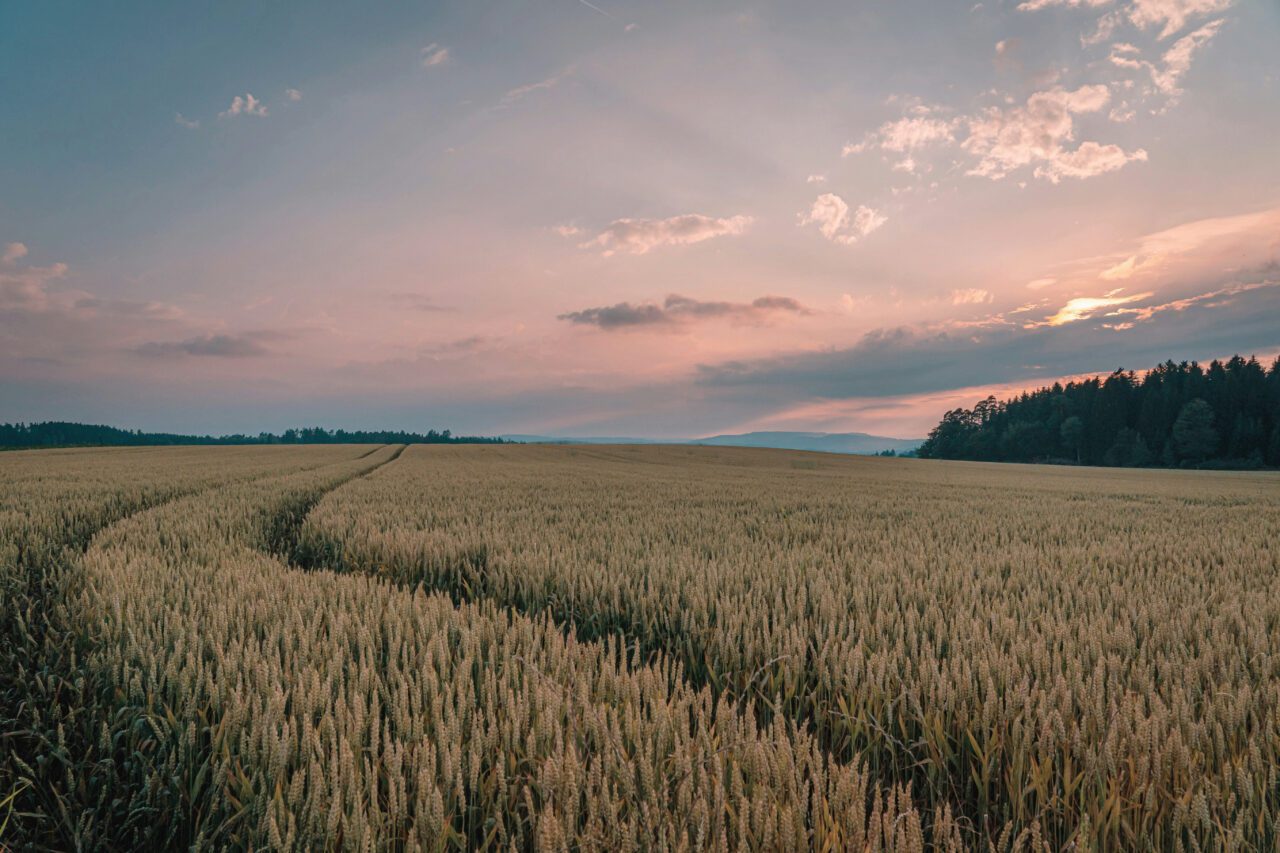 https://grupoct.com/wp-content/uploads/2025/01/golden-wheat-field-vibrant-sunset-sky-1280x853.jpg