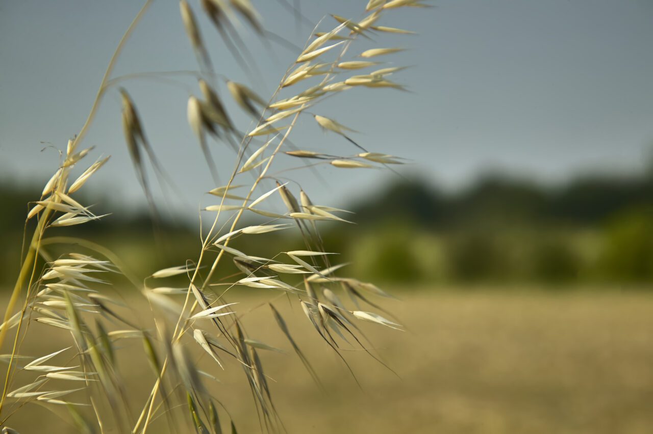 https://grupoct.com/wp-content/uploads/2025/01/oat-plant-field-driven-by-wind-windy-yarns-macro-detail-that-evokes-melancholy-reflection-1280x852.jpg