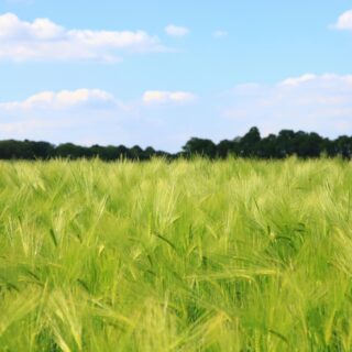 Campaña agrícola 2026: Los cultivos evolucionan de forma favorable, aunque con desequilibrios regionales