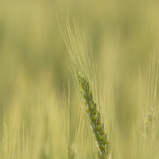 https://grupoct.com/wp-content/uploads/2025/02/closeup-shot-triticale-plants-with-blurred-background-n-640x640.jpg