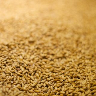 Actualización de precios en la Lonja de Valladolid y Palencia, cereales y forrajes