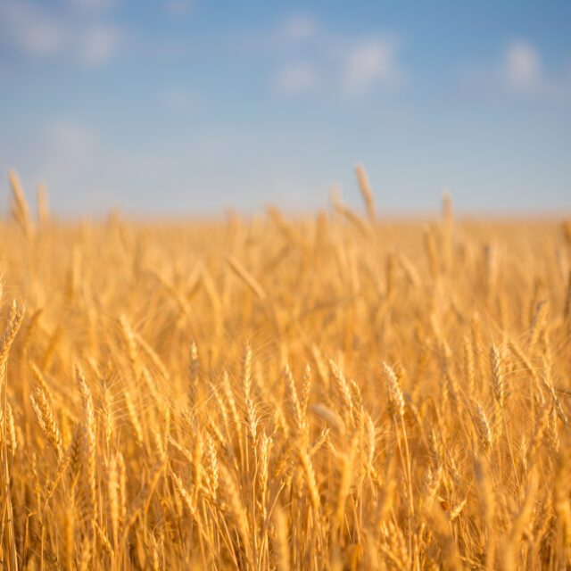 https://grupoct.com/wp-content/uploads/2025/04/autumn-wheat-field-against-blue-sky-640x640.jpg