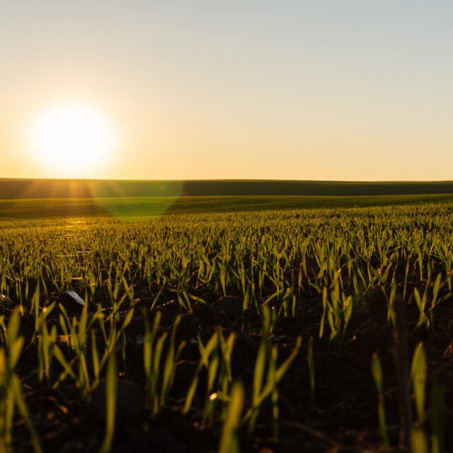 https://grupoct.com/wp-content/uploads/2025/05/la-luz-del-sol-bana-un-exuberante-campo-de-trigo-verde-con-brotes-jovenes-mientras-el-cielo-matutino-se-vuelve-dorado-al-amanecer-en-un-entorno-rural-pacifico-640x640.jpg