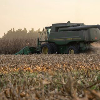 El USDA eleva un 1,22% las reservas mundiales de cereales: el maíz protagoniza la revisión de octubre